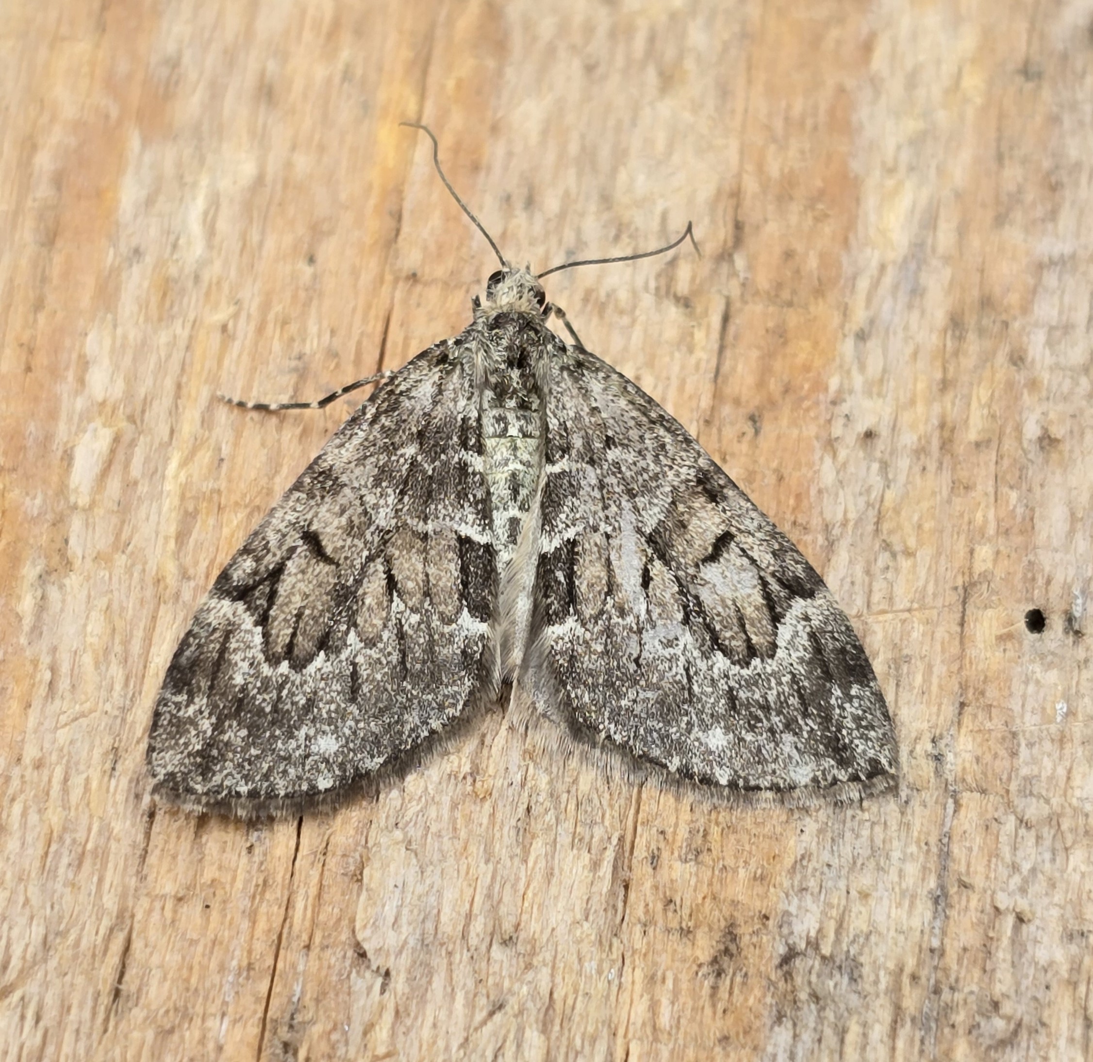 Photo of Thera variata